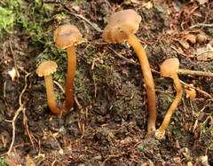 Camarophyllopsis