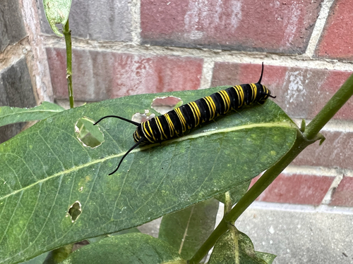 Monarch photographed in Massachusetts