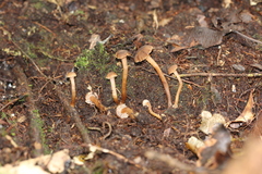 Camarophyllopsis