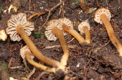 Camarophyllopsis
