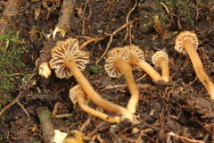 Camarophyllopsis