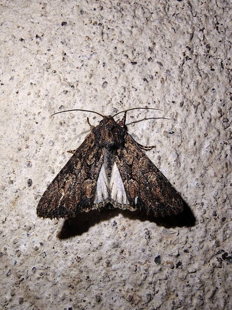 Mniotype adjaciensis