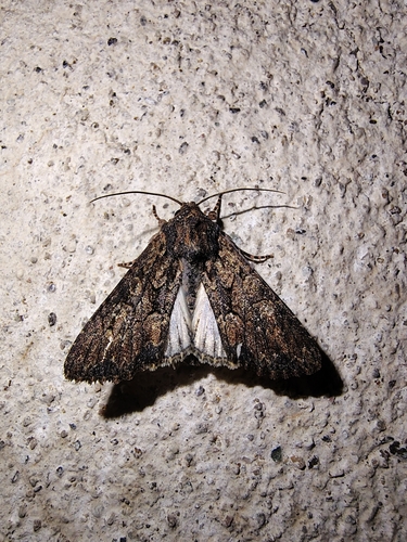 Mniotype adjaciensis