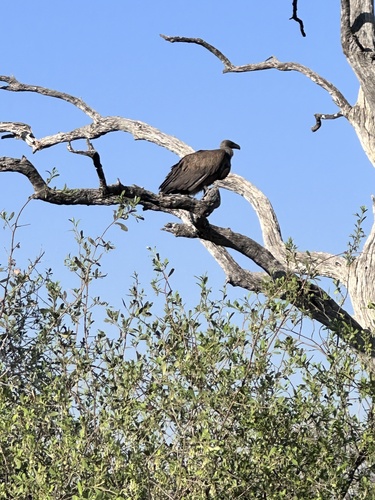 White-backed Vulture