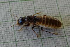 Hodotermes mossambicus