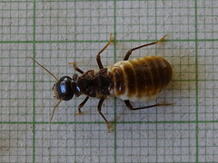 Hodotermes mossambicus