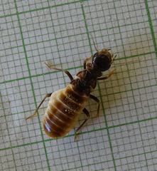 Hodotermes mossambicus