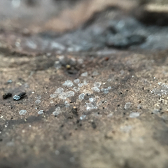 Ascocorticium anomalum