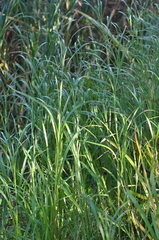 Bolboschoenus laticarpus