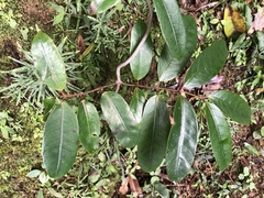 Anodendron benthamianum
