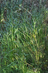 Bolboschoenus laticarpus