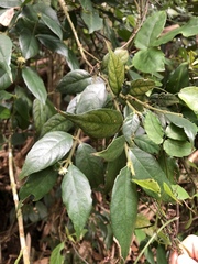 Lasianthus curtisii