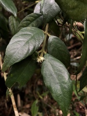Lasianthus curtisii