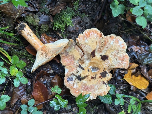 Lactarius salmonicolor — (c) Jason Grant, some rights reserved (CC BY)