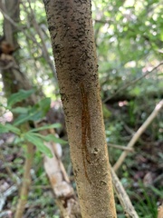 Elaeodendron zeyheri
