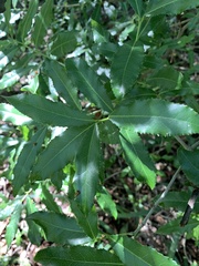 Elaeodendron zeyheri