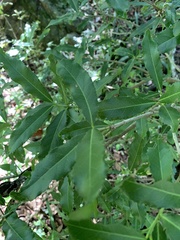 Elaeodendron zeyheri