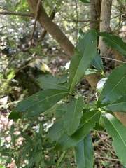 Elaeodendron zeyheri