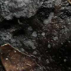 Ascocorticium anomalum