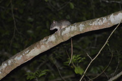Uromys caudimaculatus