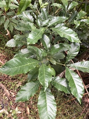 Melicope semecarpifolia