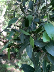 Maytenus peduncularis