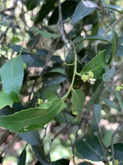 Maytenus peduncularis