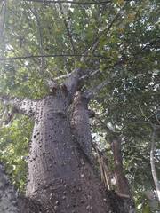 Pochota fendleri