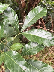 Melicope semecarpifolia