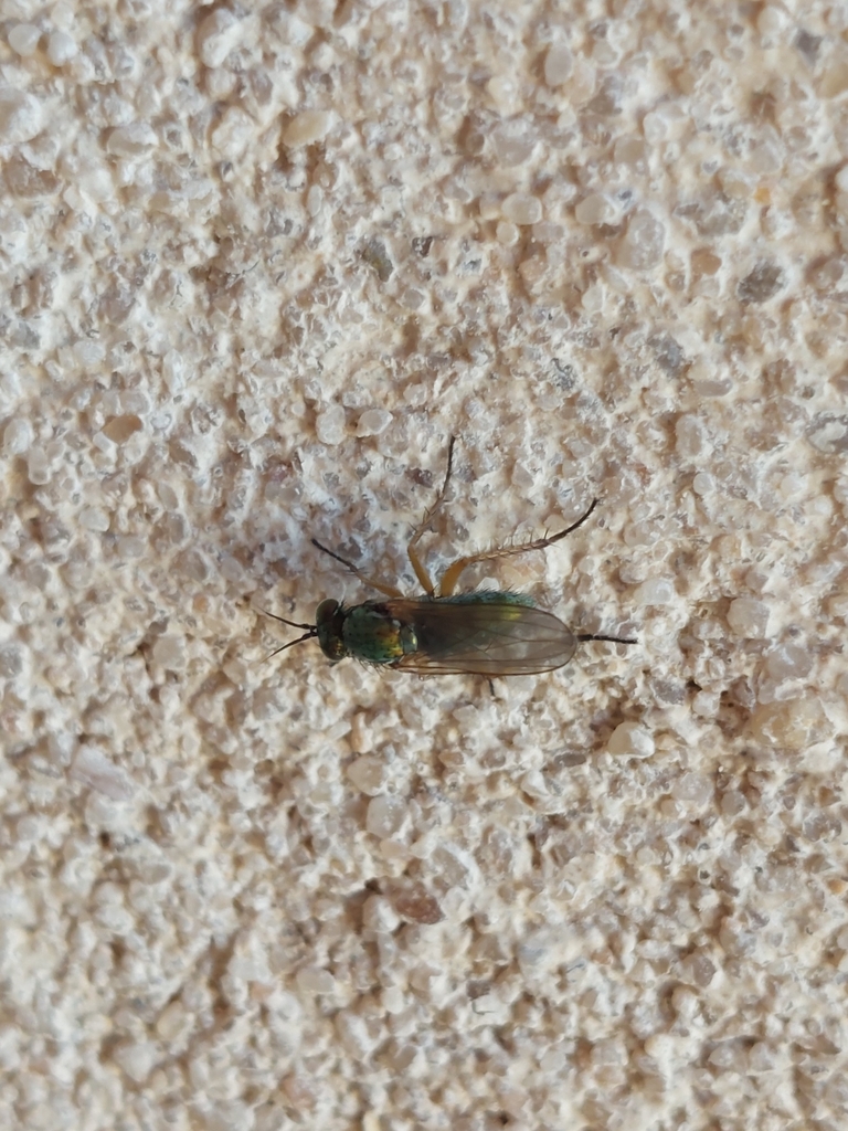 Machaerium maritimae