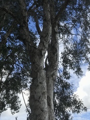 Melaleuca quinquenervia