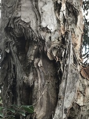 Melaleuca quinquenervia