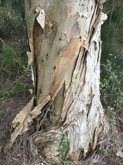 Melaleuca quinquenervia