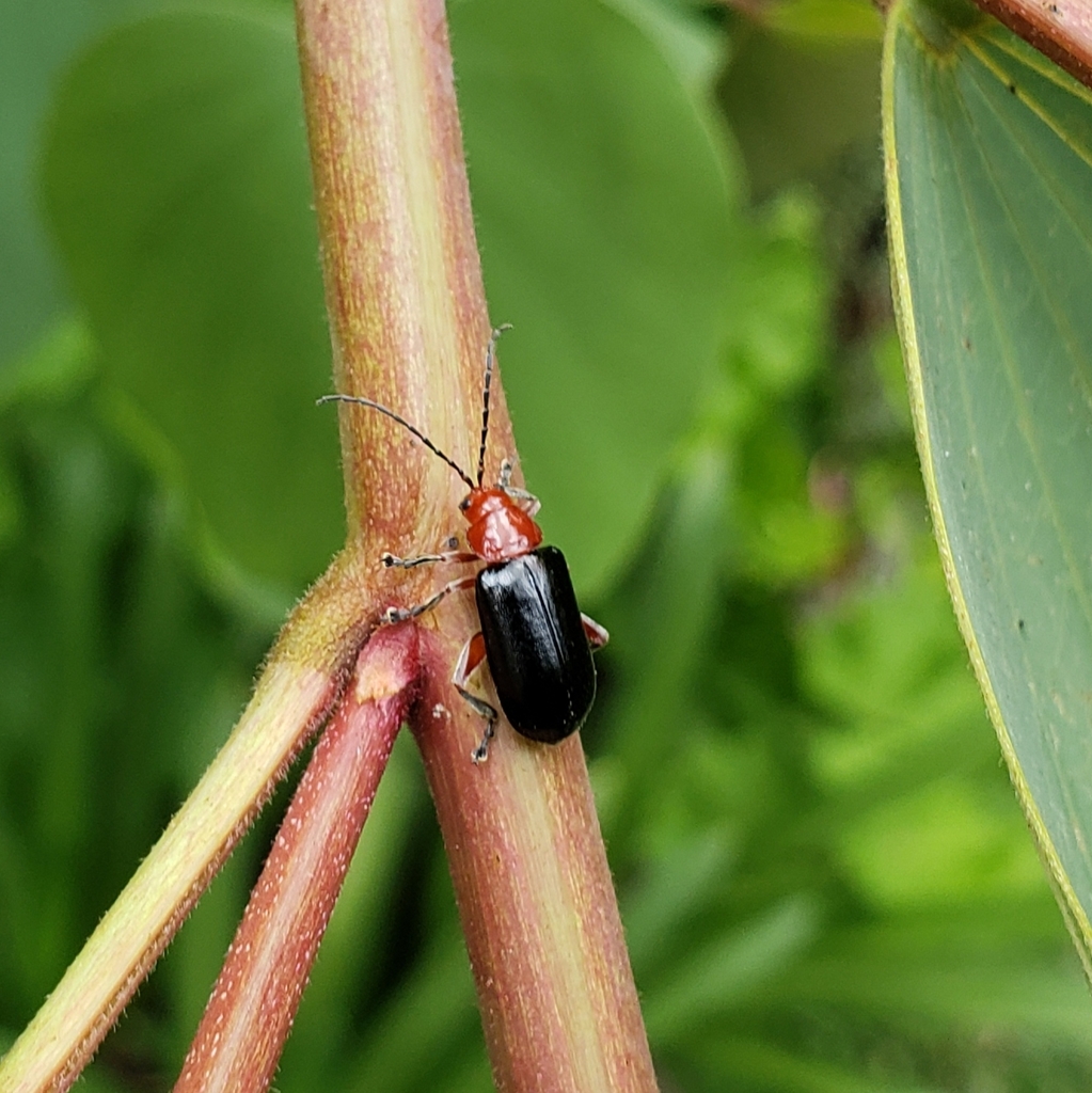 Cacoscelis abdominalis