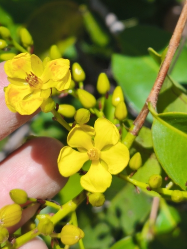 Fielding's Ouratea (Ouratea fieldingiana)