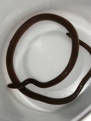 Enulius flavitorques