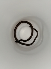 Enulius flavitorques