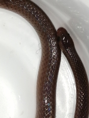 Enulius flavitorques