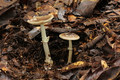 Amanita solaniolens