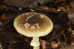 Amanita solaniolens