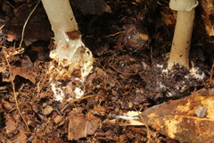 Amanita solaniolens