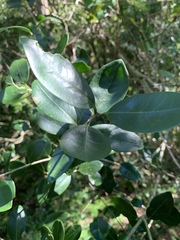 Olea capensis enervis