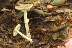 Amanita solaniolens
