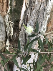 Melaleuca quinquenervia