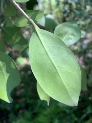 Olea capensis enervis