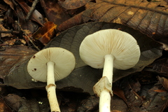 Amanita solaniolens