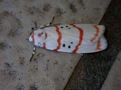 Cyana subalba