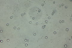 Amanita solaniolens