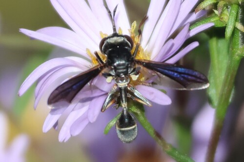 Unknown species found near Berwick, ME 03901, USA