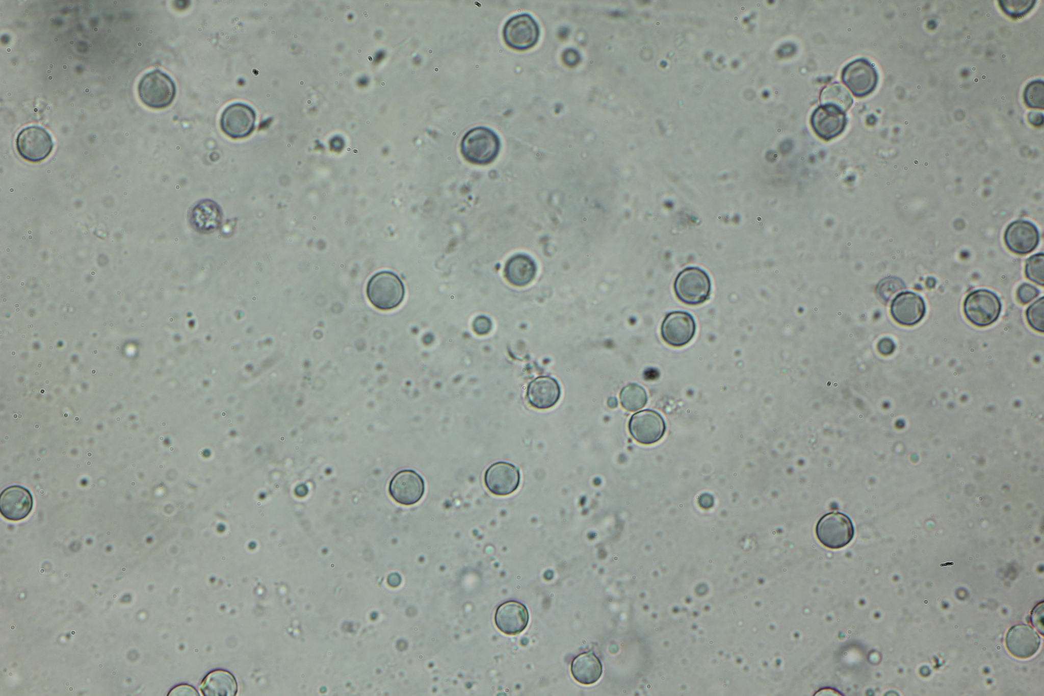 Amanita solaniolens image